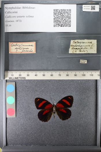 Media type: image;   Entomology 148348